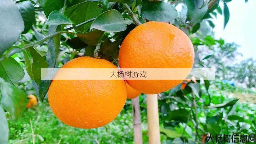 大橙子真名曝光 第2张