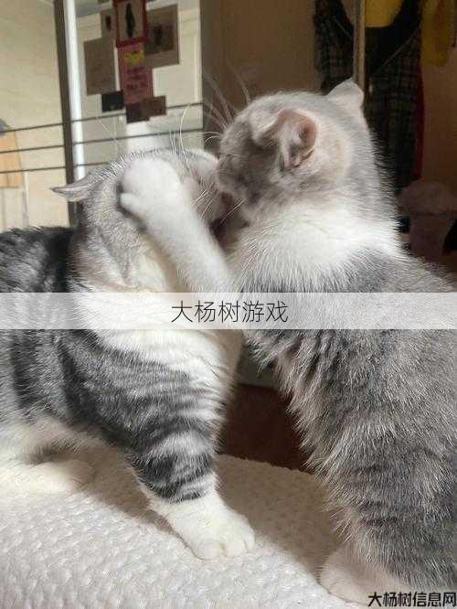 打架技巧大揭秘 最强的合欢玩法 第1张