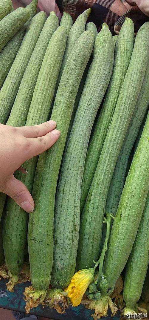 魔兽世界sf丝瓜任务攻略,魔兽世界sf丝瓜任务攻略 第1张 魔兽世界sf丝瓜任务攻略,魔兽世界sf丝瓜任务攻略 第1张