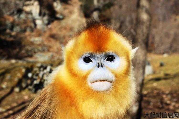 梦幻西游:金丝猴之毛 第2张 梦幻西游:金丝猴之毛 第2张