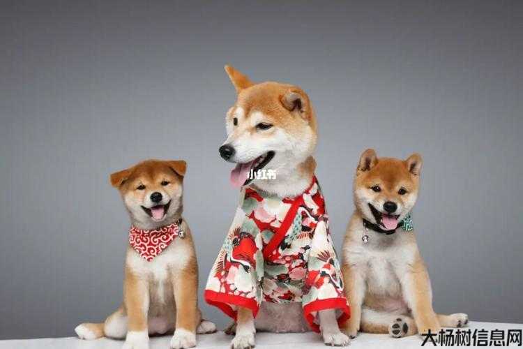 诛仙寻找柴柴没狗牌,寻狗历险，诛仙重出江湖! 第1张