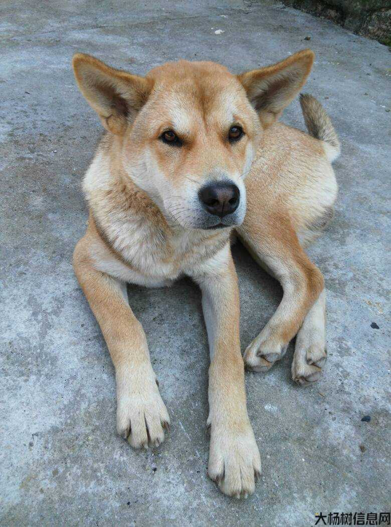 诛仙寻找柴柴狗牌在哪,寻找柴柴的狗牌：诛仙之旅! 第1张