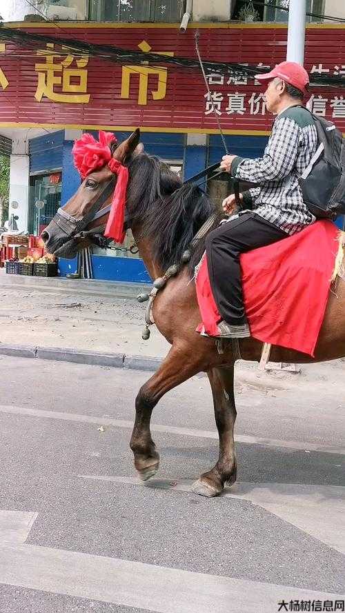 江湖马术高手 第1张