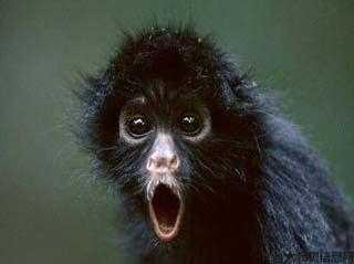 猴子表情包：完美国际玩家最爱 第1张