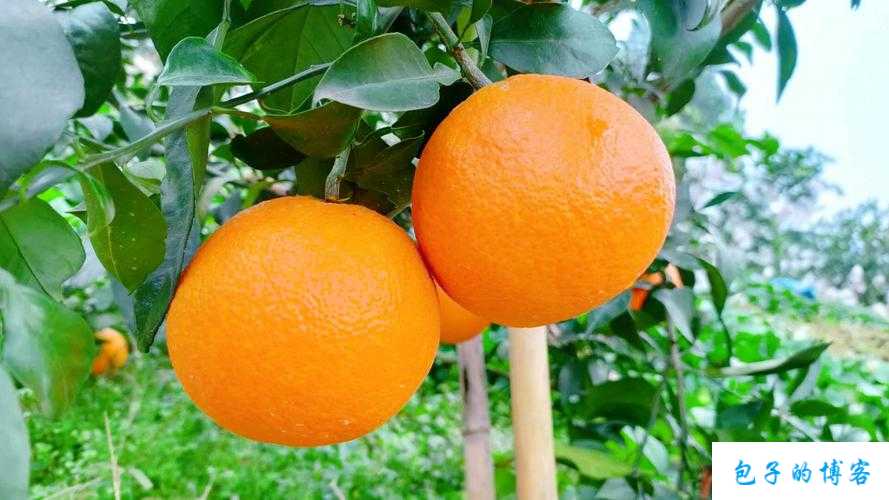 大橙子的真名-30 第2张