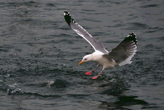 明扬传奇论坛新鲜动态更新 第1张