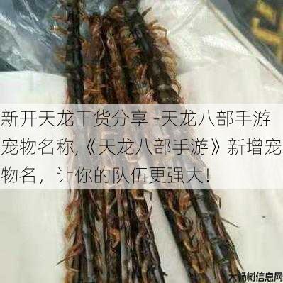 新开天龙干货分享 -天龙八部手游宠物名称,《天龙八部手游》新增宠物名,让你的队伍更强大! 第3张 新开天龙干货分享 -天龙八部手游宠物名称,《天龙八部手游》新增宠物名,让你的队伍更强大! 第3张